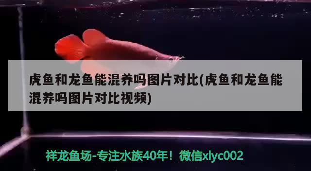 虎魚和龍魚能混養(yǎng)嗎圖片對比(虎魚和龍魚能混養(yǎng)嗎圖片對比視頻)