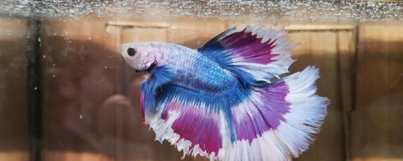 斗魚水位要多少魚缸要多大