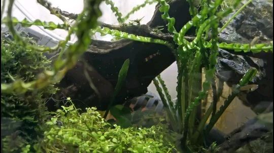 斗魚水位要多少魚缸要多大