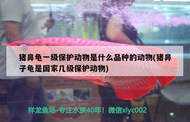 豬鼻龜一級(jí)保護(hù)動(dòng)物是什么品種的動(dòng)物(豬鼻子龜是國(guó)家?guī)准?jí)保護(hù)動(dòng)物)