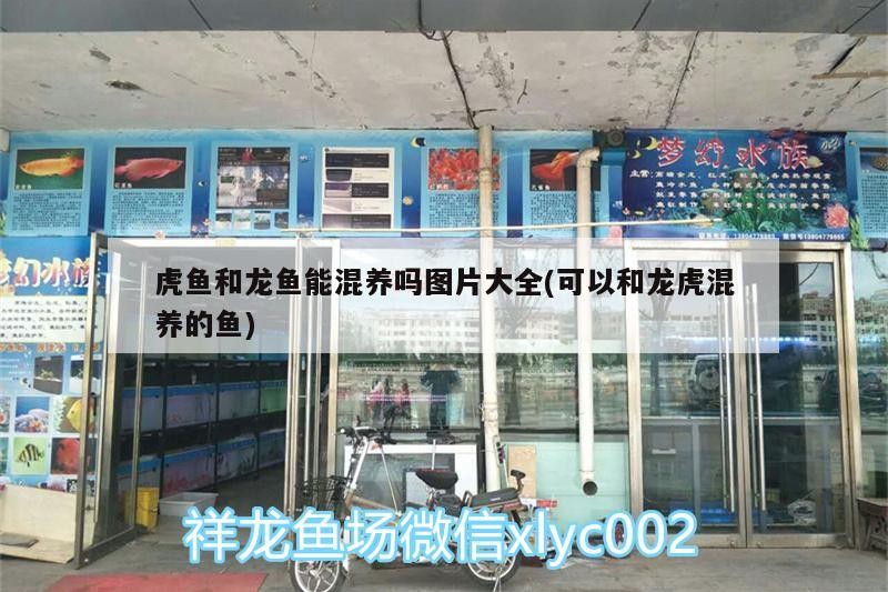 虎魚和龍魚能混養嗎圖片大全(可以和龍虎混養的魚)