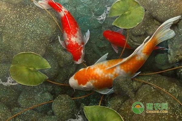 魚缸放在太陽底下曬會把魚曬死嗎?