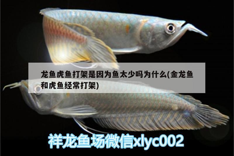 龍魚虎魚打架是因為魚太少嗎為什么(金龍魚和虎魚經常打架)