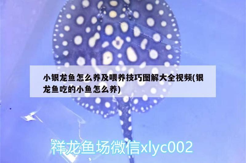 小銀龍魚怎么養及喂養技巧圖解大全視頻(銀龍魚吃的小魚怎么養)