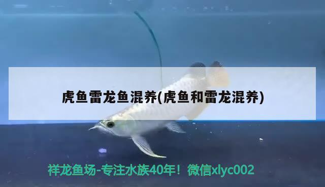 虎魚雷龍魚混養(yǎng)(虎魚和雷龍混養(yǎng))