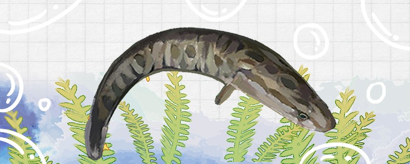 黑魚(yú)有鱗嗎不去鱗能吃嗎