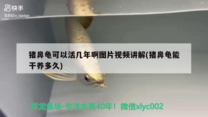 魚缸 豬鼻龜可以活幾年啊圖片視頻講解(豬鼻龜能干養(yǎng)多久) 豬鼻龜百科 豬鼻龜可以活幾年啊圖片視頻講解(豬鼻龜能干養(yǎng)多久) 豬鼻龜可以活幾年啊圖片視頻講解(豬鼻龜能干養(yǎng)多久) 豬鼻龜百科