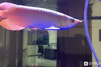 虎魚長的快不快怎么看：如何加快虎魚的生長速度