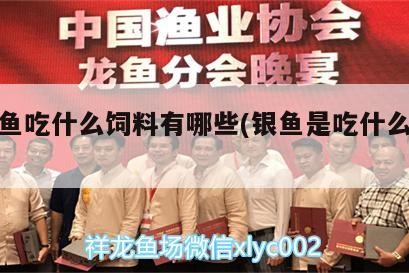 銀龍魚吃什么飼料有哪些(銀魚是吃什么飼料啊)