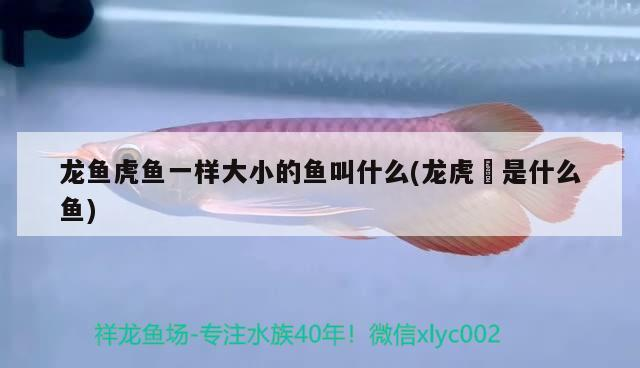 龍魚(yú)虎魚(yú)一樣大小的魚(yú)叫什么(龍虎魟是什么魚(yú))
