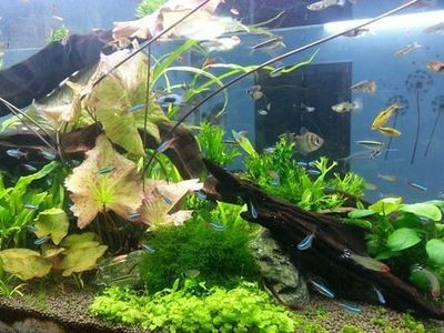 伊寧邊境經(jīng)濟(jì)合作區(qū)希鳳水族館（伊寧市希岸酒店）