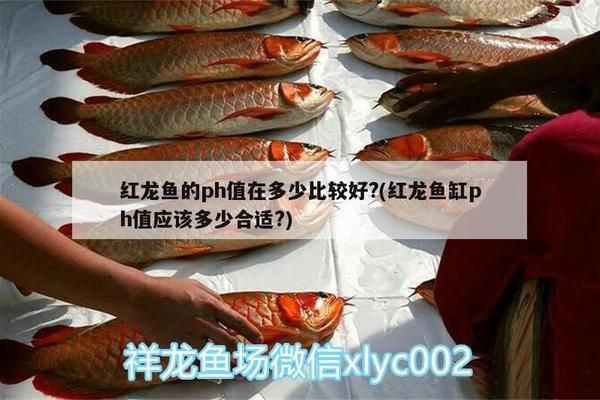 紅龍魚適合的ph值：紅龍魚水質管理技巧紅龍魚ph值波動原因