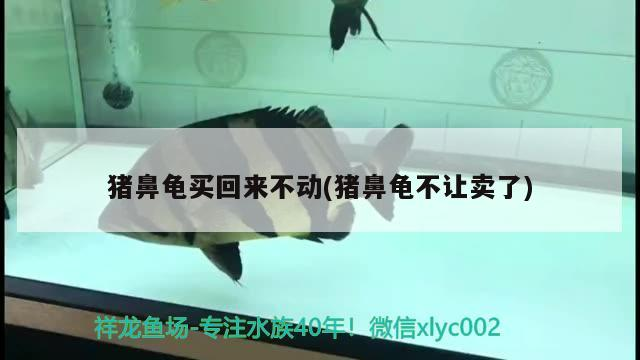 豬鼻龜買回來不動(豬鼻龜不讓賣了)