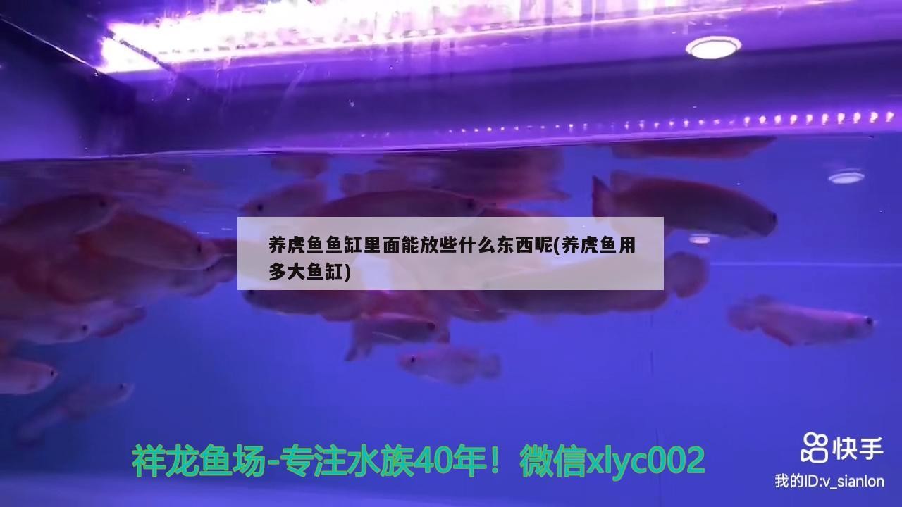 養(yǎng)虎魚魚缸里面能放些什么東西呢(養(yǎng)虎魚用多大魚缸) 養(yǎng)虎魚魚缸里面能放些什么東西呢(養(yǎng)虎魚用多大魚缸) 虎魚百科