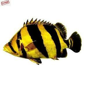 虎魚為什么會突然死了很多：虎魚的突然死亡可能由多種因素引起，飼養管理不當也是導致的
