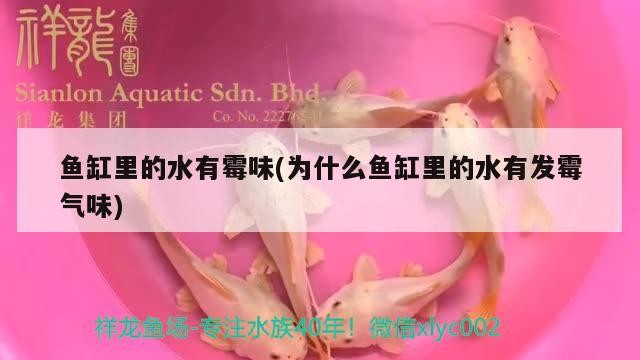 魚缸里的水有霉味(為什么魚缸里的水有發霉氣味)