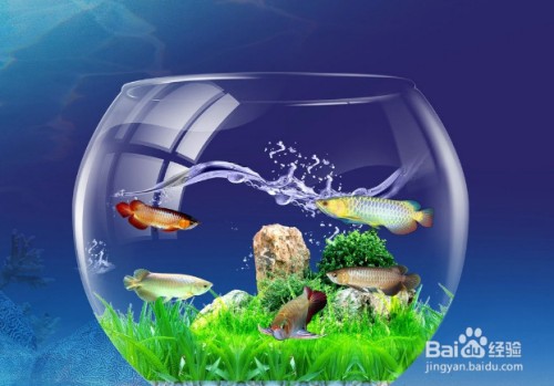 廣州大型魚缸定做bb祥龍魚場（廣州大型魚缸定做o祥龍魚場）