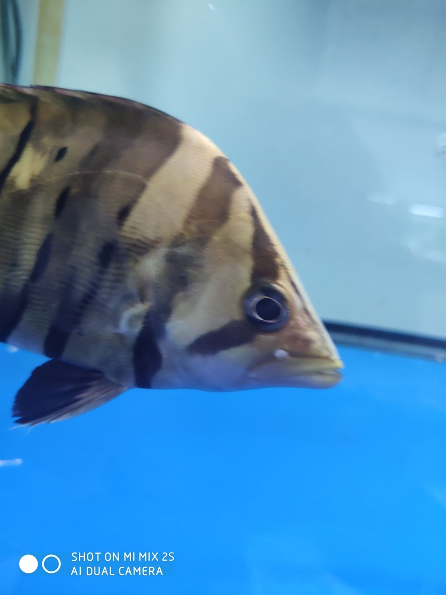 虎魚嘴角怎么老是長白包啊哪位大神能給解