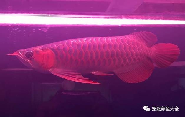 泗水龍魚最簡單三個吃法