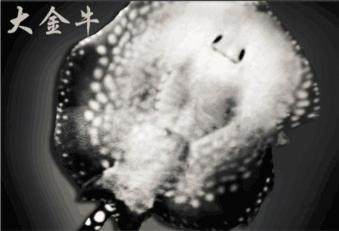 純血皇冠黑白魟魚養殖技巧,如何判斷純血皇冠黑白魟魚性別,純血皇冠黑白魟魚繁殖周期多久 魟魚百科 第2張 純血皇冠黑白魟魚養殖技巧,如何判斷純血皇冠黑白魟魚性別,純血皇冠黑白魟魚繁殖周期多久 純血皇冠黑白魟魚養殖技巧,如何判斷純血皇冠黑白魟魚性別,純血皇冠黑白魟魚繁殖周期多久 魟魚百科 第2張