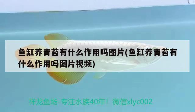 魚缸養青苔有什么作用嗎圖片(魚缸養青苔有什么作用嗎圖片視頻)
