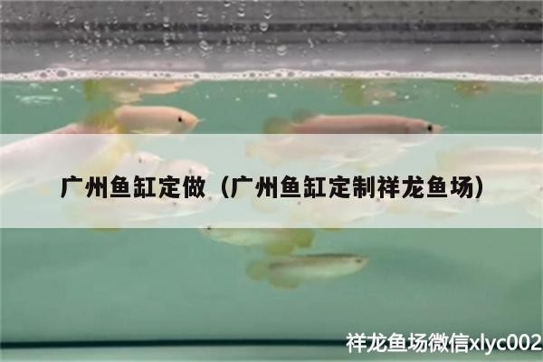 鸚鵡魚和銀龍魚混養(yǎng)怎樣喂食 廣州魚缸定做(廣州魚缸定制祥龍魚場(chǎng)) vs祥龍魚場(chǎng) 廣州魚缸定做(廣州魚缸定制祥龍魚場(chǎng)) 廣州魚缸定做(廣州魚缸定制祥龍魚場(chǎng)) vs祥龍魚場(chǎng)