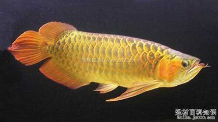 帝王魟魚適宜的pH值范圍，帝王魟魚水質管理技巧，如何檢測水體ph值變化，帝王魟魚色彩鮮艷秘訣