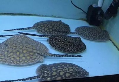 帝王魟魚適宜的pH值范圍，帝王魟魚水質管理技巧，如何檢測水體ph值變化，帝王魟魚色彩鮮艷秘訣