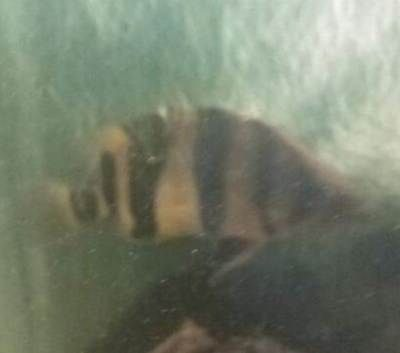 印尼虎內蒙眼怎么解決：印尼虎內蒙眼怎么辦 印尼虎內蒙眼怎么解決：印尼虎內蒙眼怎么辦 虎魚百科 第1張