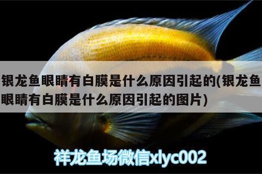 銀龍魚眼睛有白膜是什么原因引起的(銀龍魚眼睛有白膜是什么原因引起的圖片)