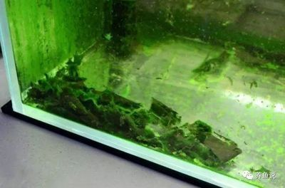大型魚缸清潔魚怎么養好：如何清潔大型魚缸？