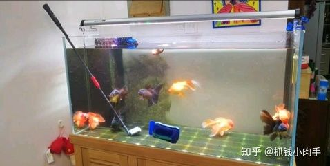 大型魚缸清潔魚怎么養好：如何清潔大型魚缸？