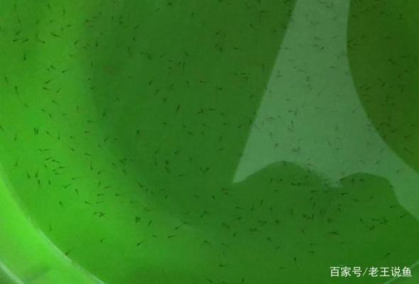 大白魚觀賞魚圖片高清大全圖（大白魚觀賞魚圖片高清大全圖集）