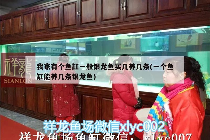 我家有個魚缸一般銀龍魚買幾養幾條(一個魚缸能養幾條銀龍魚)