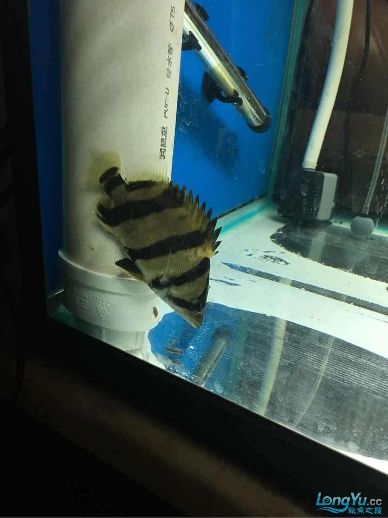 你開始養虎魚希望成功