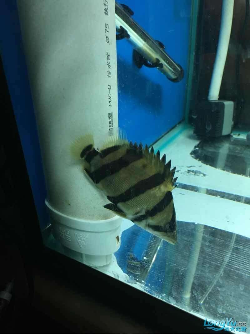 你開始養虎魚希望成功