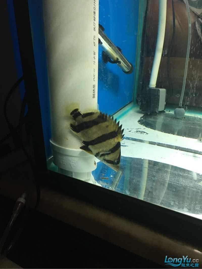 你開始養虎魚希望成功