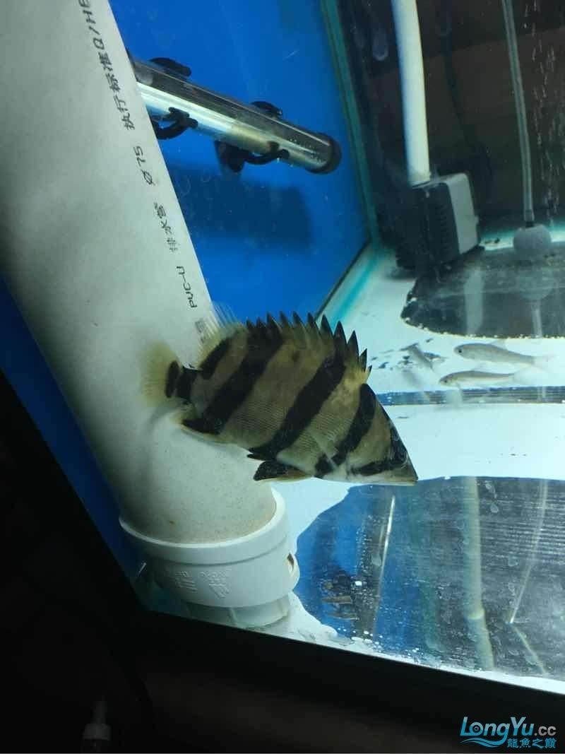 你開始養虎魚希望成功