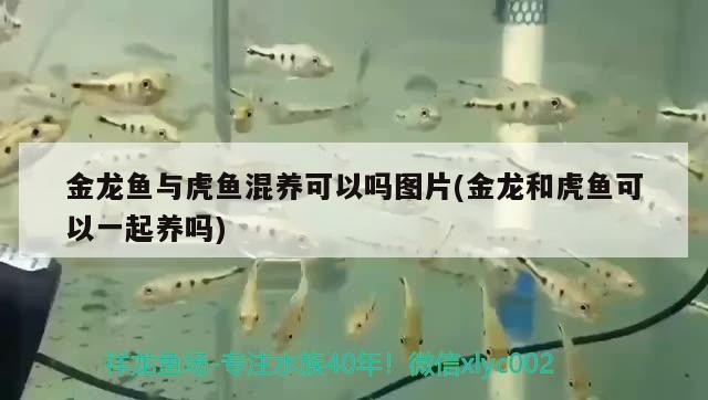 金龍魚與虎魚混養(yǎng)可以嗎圖片(金龍和虎魚可以一起養(yǎng)嗎) 金龍魚與虎魚混養(yǎng)可以嗎圖片(金龍和虎魚可以一起養(yǎng)嗎) 虎魚百科