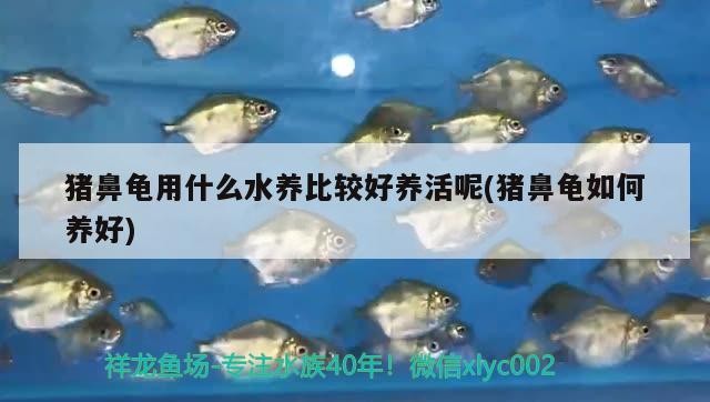龍魚腹脹后多久恢復正常飲食，龍魚術后喂食時間對照表，龍魚腹脹后多久喂食合適？