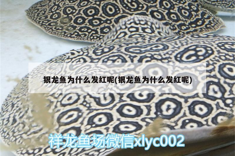 銀龍魚為什么發紅呢(銀龍魚為什么發紅呢)