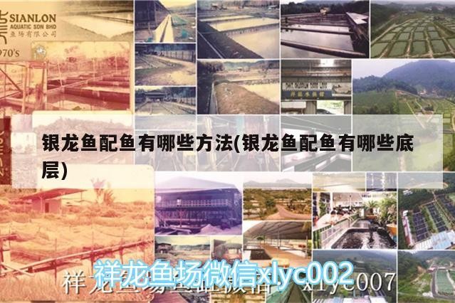 銀龍魚配魚有哪些方法(銀龍魚配魚有哪些底層)
