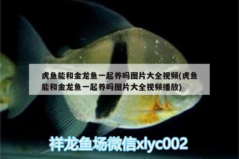 虎魚能和金龍魚一起養(yǎng)嗎圖片大全視頻(虎魚能和金龍魚一起養(yǎng)嗎圖片大全視頻播放)
