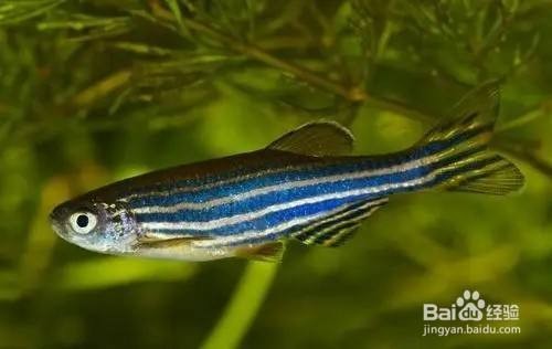 家庭魚缸多高合適（家庭魚缸多高合適養魚）