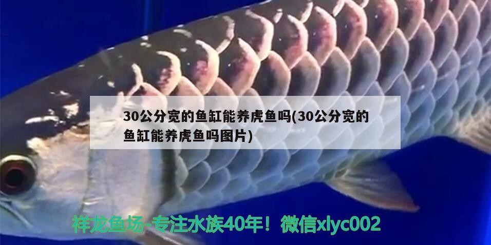 30公分寬的魚缸能養虎魚嗎(30公分寬的魚缸能養虎魚嗎圖片)