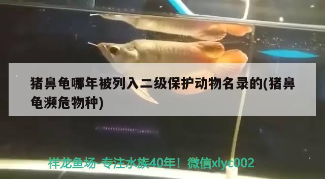 豬鼻龜哪年被列入二級保護(hù)動物名錄的(豬鼻龜瀕危物種)