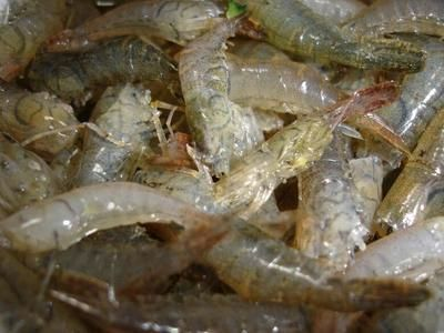 紅龍魚喂蝦和下仁有什么不同：紅龍魚喂蝦與蝦仁的區別