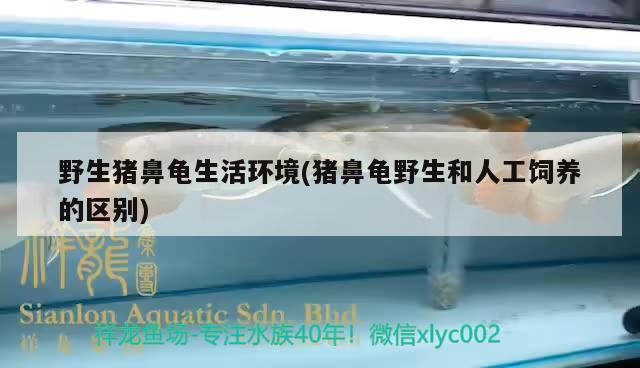 野生豬鼻龜生活環境(豬鼻龜野生和人工飼養的區別)