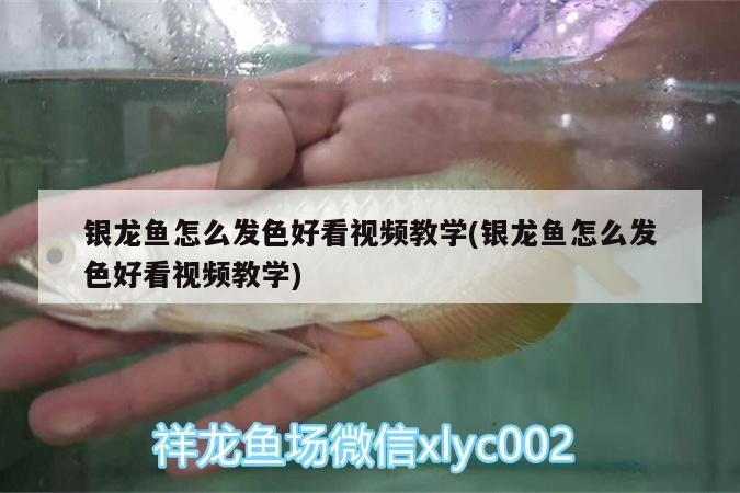 銀龍魚怎么發(fā)色好看視頻教學(xué)(銀龍魚怎么發(fā)色好看視頻教學(xué))