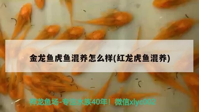 金龍魚虎魚混養怎么樣(紅龍虎魚混養)